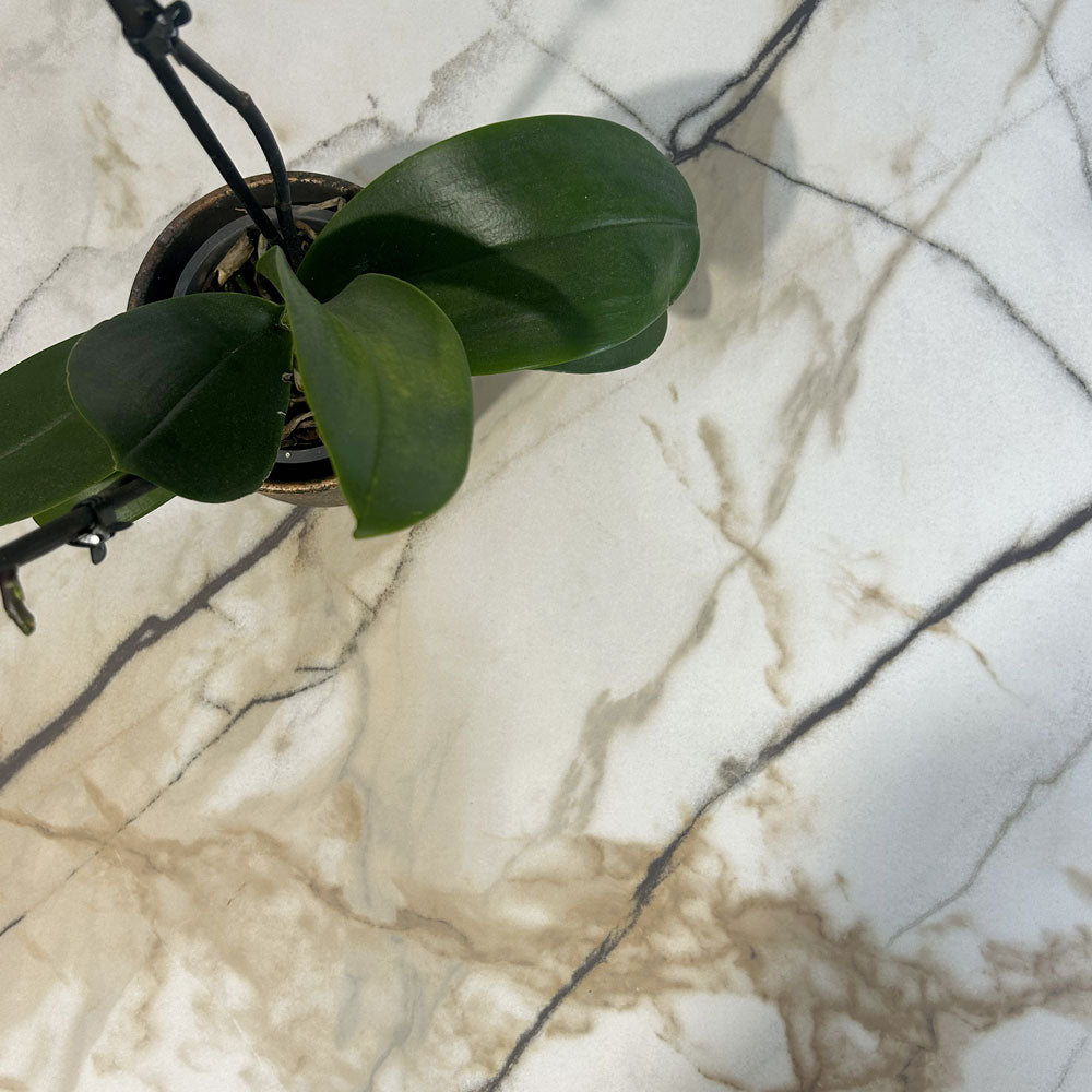 plateau de table sur mesure restaurant marbre calcuta restootab